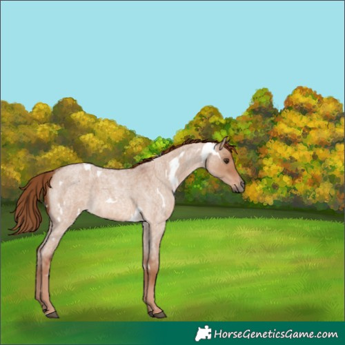 Horse Color:White Spotted Red Dun Roan 