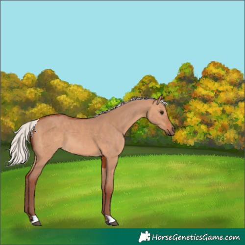Horse Color:Chocolate Silver Bay Dun 
