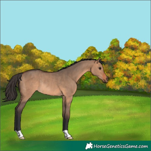 Horse Color:Bay Dun Rabicano 