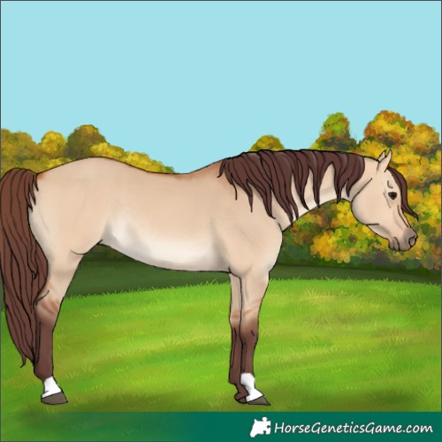 Horse Color:Chocolate Bay Dun Rabicano 