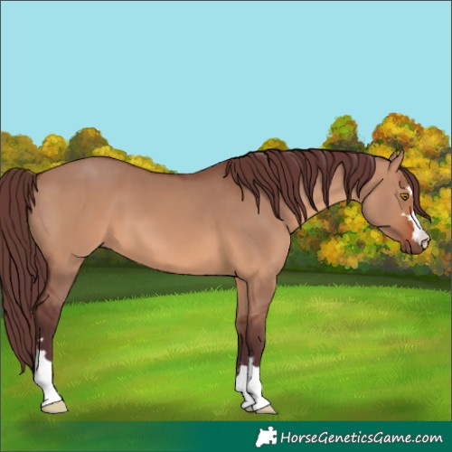Horse Color:Chocolate Brown Dun