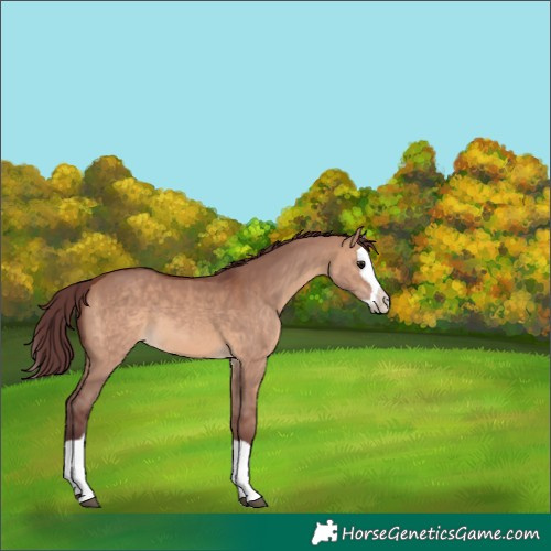 Horse Color:Chocolate Brown Dun Splash 