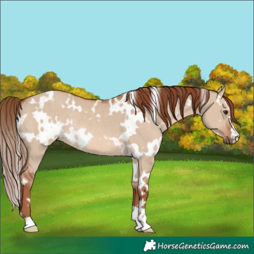 Horse Color:White Spotted Red Dun Rabicano 