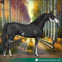 Horse Color:Black Sabino 