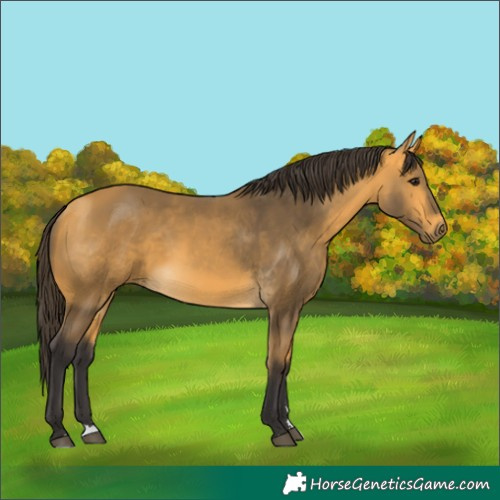 Horse Color:Buckskin 