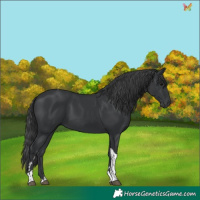 Horse Color:Black Tobiano 