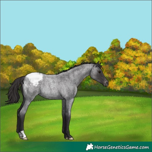 Horse Color:Smoky Blue Roan Appaloosa Rabicano