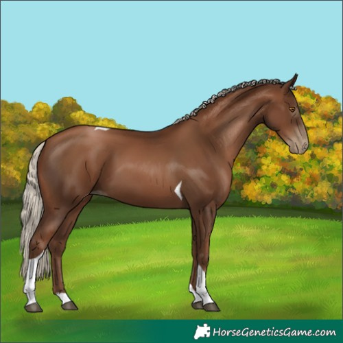Horse Color:Gray Silver Black Pearl Tobiano