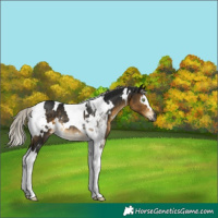 Horse Color:Gray White Spotted Silver Buckskin Tobiano Rabicano 