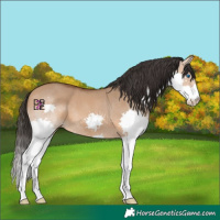 Horse Color:Bay Dun Splash 