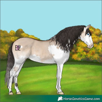 Horse Color:Bay Dun Splash 