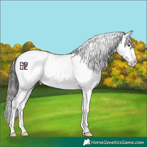 Horse Color:Brown Dun Mushroom Sabino Splash 