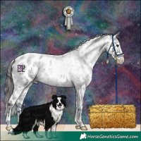 Horse Color:Blue Roan Appaloosa