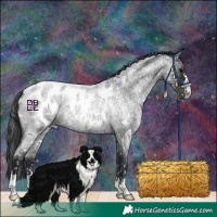 Horse Color:Blue Roan Appaloosa 