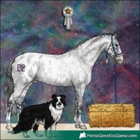 Horse Color:Blue Roan Appaloosa 