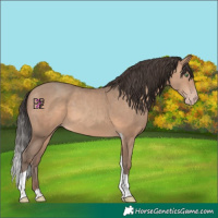 Horse Color:Sable Champagne Tobiano