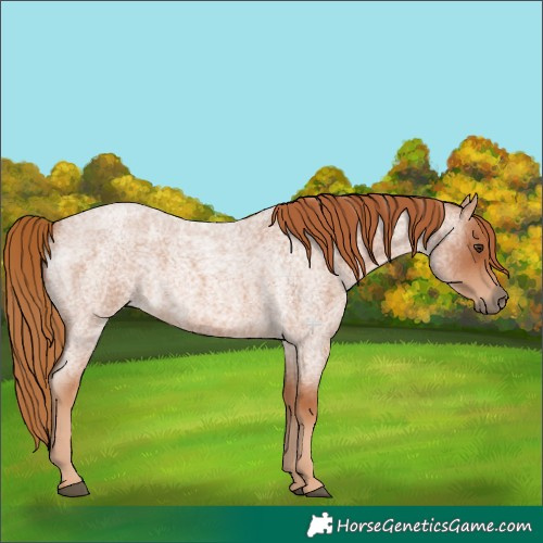 Horse Color:Red Roan 