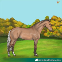 Horse Color:Silver Bay Dun 