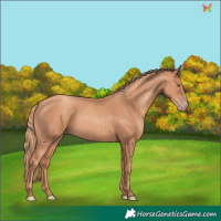 Horse Color:Gold Champagne 