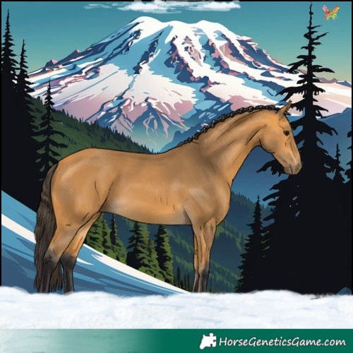 Horse Color:Buckskin 
