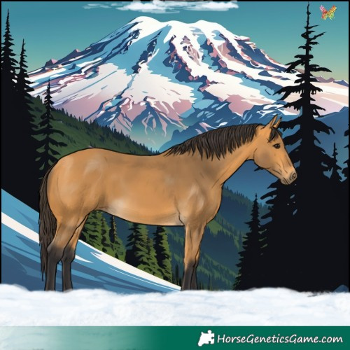 Horse Color:Buckskin 