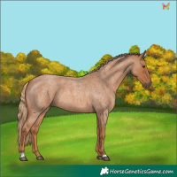 Horse Color:Red Roan