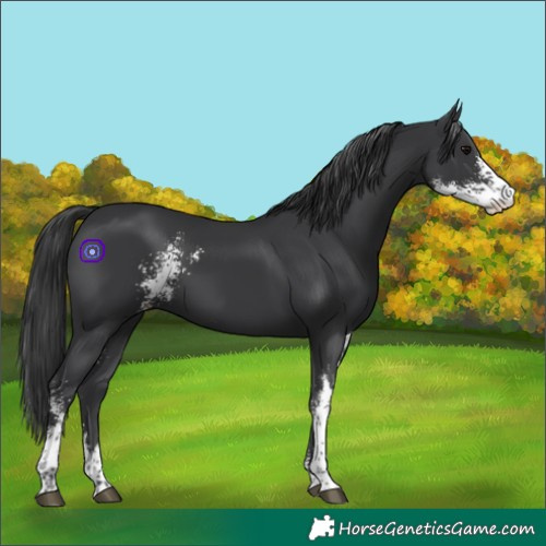 Horse Color:Black Sabino