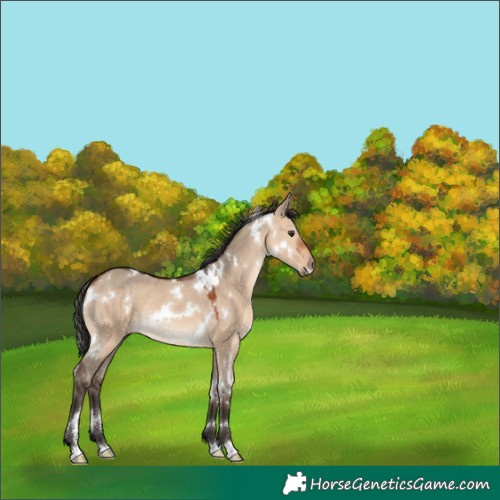Horse Color:White Spotted Bay Dun 