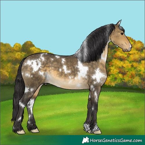 Horse Color:White Spotted Buckskin Dun 