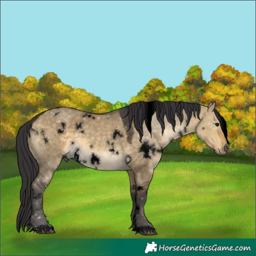Horse Color:Void White Spotted Buckskin Dun 