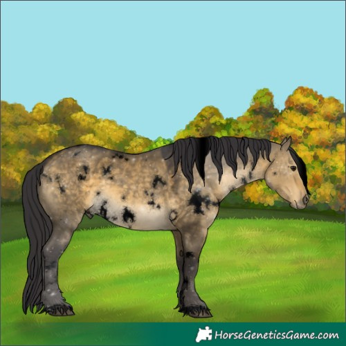 Horse Color:Void White Spotted Buckskin Dun 