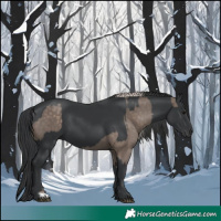 Horse Color:Silver Black Tobiano  and Black 