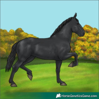 Horse Color:Black 