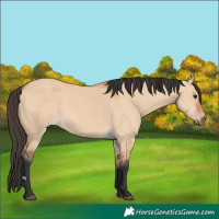 Horse Color:Bay Dun 