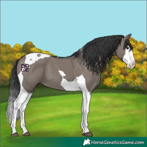 Horse Color:Grullo Splash Tobiano 