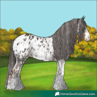 Horse Color:Liver Chestnut Sabino Splash Appaloosa  and Liver Chestnut Sabino Splash Appaloosa 