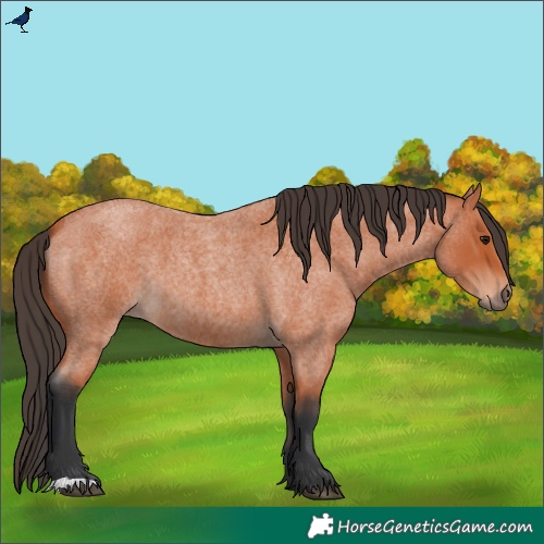 Horse Color:Bay Roan 