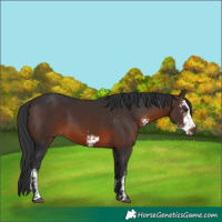 Horse Color:Brown Sabino