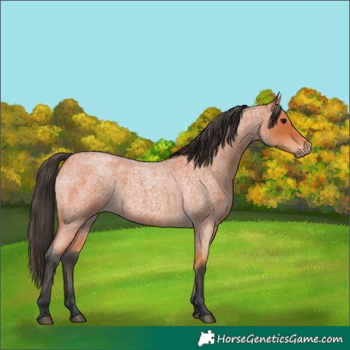 Horse Color:Bay Roan 