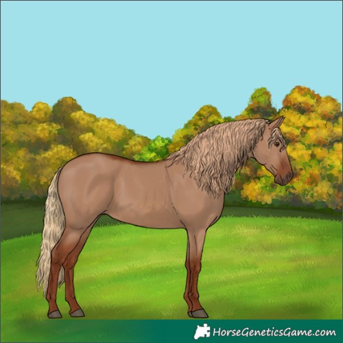 Horse Color:Red Dun 
