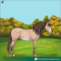 Horse Color:Amber Champagne Frame Rabicano
