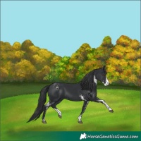 Horse Color:Black Sabino