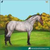Horse Color:Bay Roan