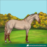 Horse Color:Red Dun 