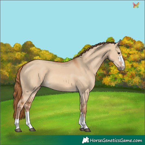 Horse Color:Red Dun 