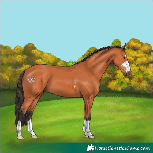 Horse Color:Bay 