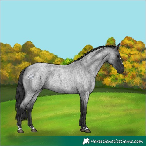 Horse Color:Blue Roan 