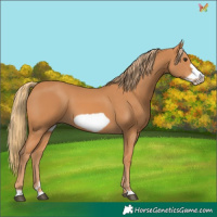 Horse Color:Chestnut Frame 
