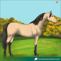 Horse Color:Buckskin 