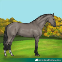 Horse Color:Grullo  and Grullo 